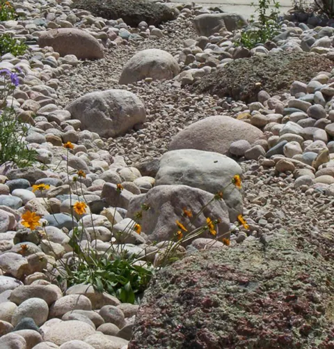 Rounded river rock and cobbles with orange wildflowers and a mossy stone in a garden bed.