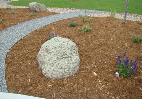Single lichen-covered boulder in a mulch bed beside a curving gravel path and purple salvia.