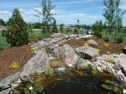 Backyard pond and dry stream with large boulders, river rock and young birch trees.