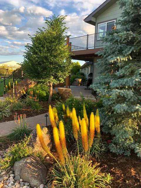 Yellow red hot poker flowers and a blue spruce in a river rock bed.