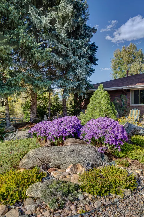 Rock garden with purple flowers, golden groundcover and a boulder under blue spruce trees.