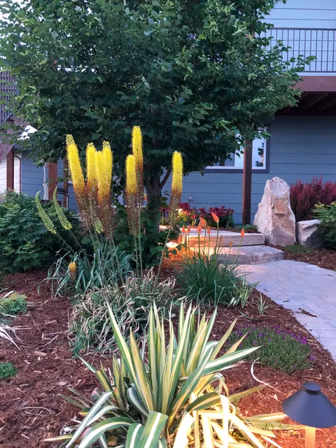 Variegated yucca and yellow red hot poker beside a flagstone path with low-voltage lighting.