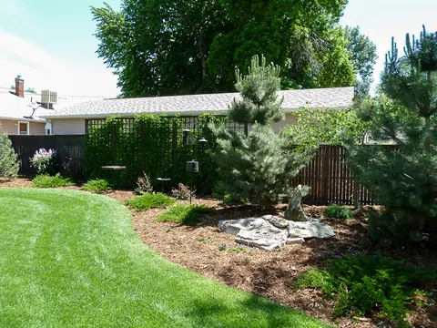 Curved backyard lawn with a boulder and pines in a mulch bed by a lattice fence.