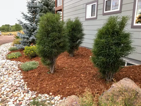 Columnar evergreens and a blue spruce in a mulch bed edged with white river rock.