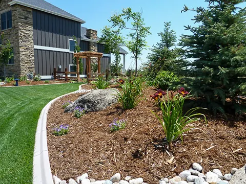 Curved concrete edging between lawn and mulch bed with a boulder, daylilies and blue spruce.
