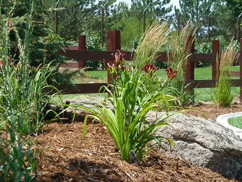 Red daylilies, ornamental grasses and a boulder in a mulch bed beside a rail fence.