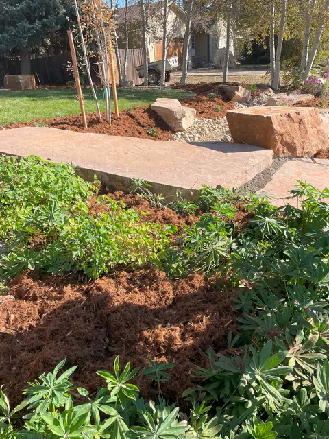 Flat flagstone slab and boulder set in a mulched garden bed with young aspens in Loveland.