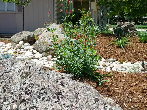 Granite boulder with red flowering penstemon, river rock and mulch beside a home.