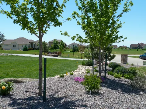 Young trees in a gravel bed with a small boulder planting beside a lawn.