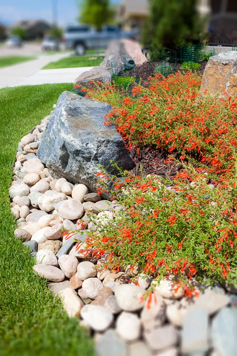 Orange flowers and a blue-gray boulder along a white river rock border at a lawn edge.