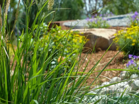 Close view of green ornamental grass with yellow and purple flowers around a boulder.