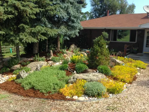 Rock garden of boulders, green and yellow groundcovers and a small evergreen beneath tall spruces.