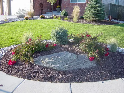 Planting island in a lawn with a flat boulder, red roses, blue spruce and ornamental grass.