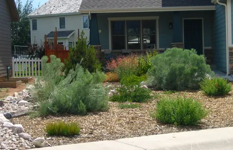 Silver sage and native shrubs with river rock edging and mulch in front of a home.