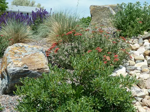 Purple salvia, red flowering shrubs and grasses around a sandstone boulder with river rock.