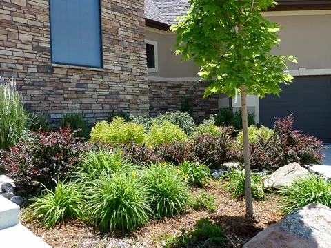 Burgundy and green shrubs, daylilies and boulders around a young tree beside a stone-faced home.