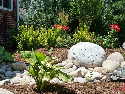 Large white boulder with hosta, red roses and river rock beside a brick wall.