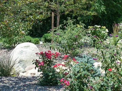 Large white boulder with red roses, blue shrubs and gravel under staked young trees.