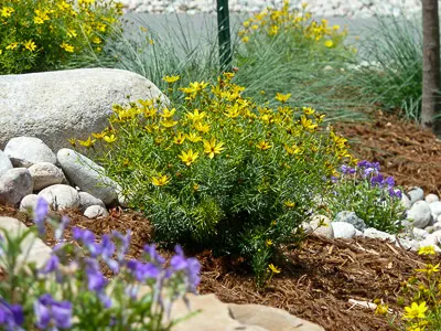 Yellow coreopsis and purple flowers with blue fescue and a white boulder in a mulch bed.