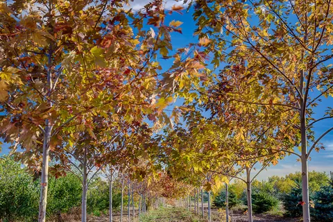 Rows of maple trees with orange and gold fall leaves at a tree nursery.