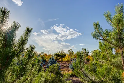 Young pine branches in the foreground of a tree farm under a blue sky.