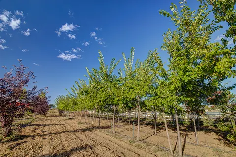 Rows of young shade trees growing in a nursery field under blue sky.