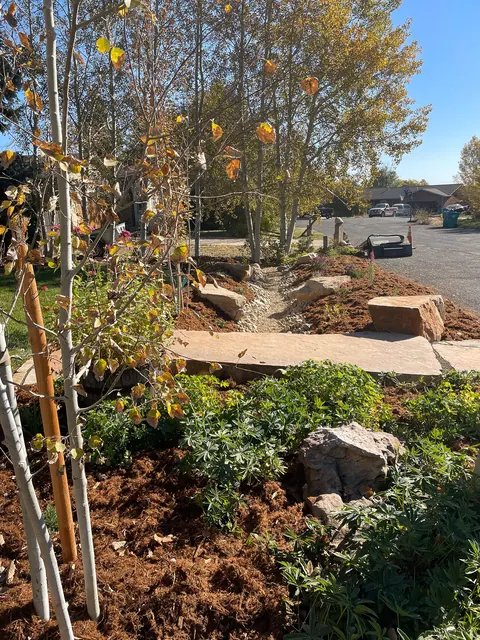 Young aspens, boulders and a flagstone slab in a freshly planted mulch bed in Loveland.
