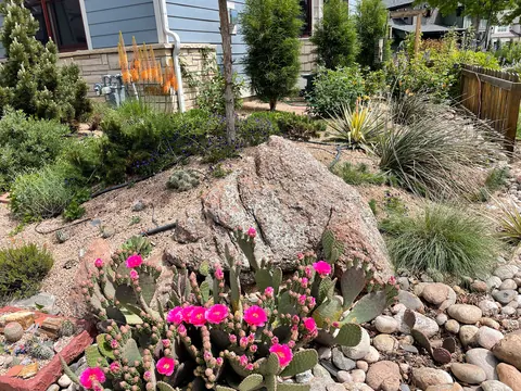 Pink flowering prickly pear cactus, granite boulder, grasses and river rock in a Fort Collins xeriscape.