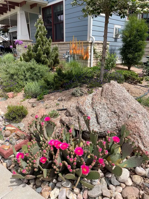 Blooming pink prickly pear cactus beside a granite boulder and river rock in Fort Collins.