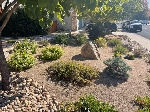 Southwestern style gravel garden with a boulder, yucca, blue spruce and mounded shrubs in Loveland.